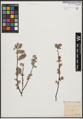 Foto von Salix aurita L.